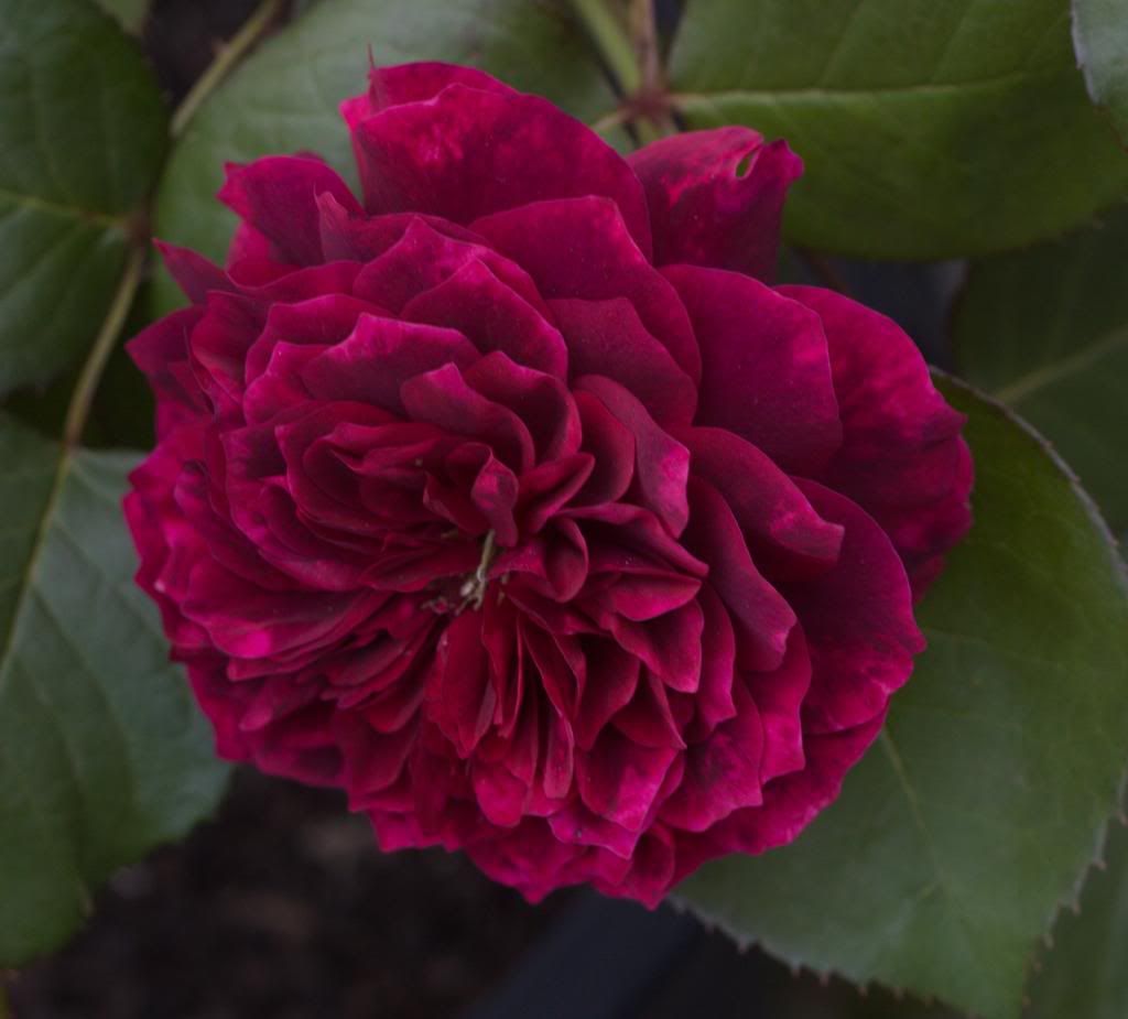 Prospero photo Prospero2_zpsc84aebda.jpg